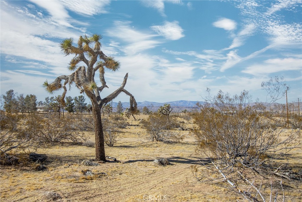 4 Burke Road Yucca Valley, CA 92284 - Photo 2 of 20 a view of a yard