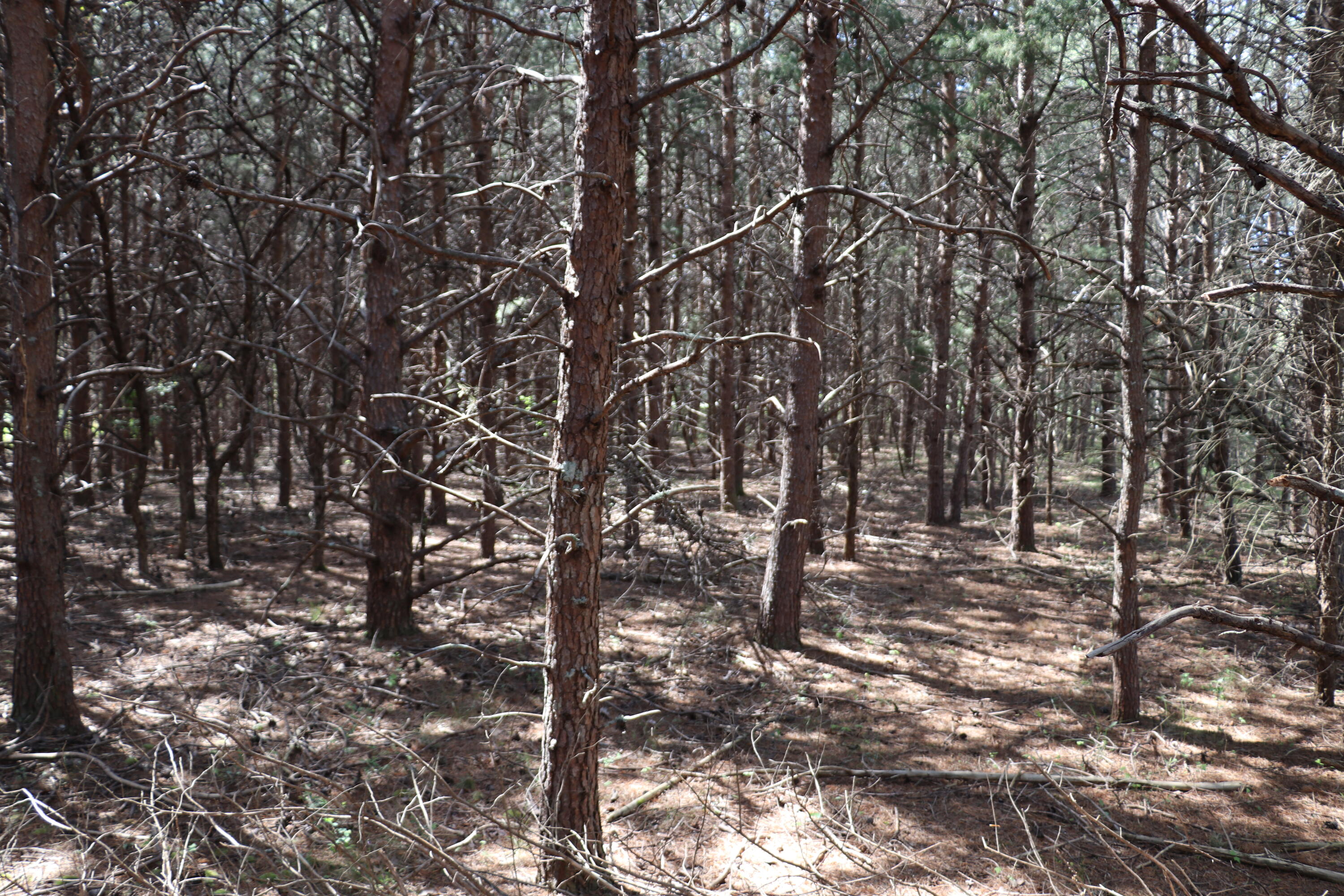 Lot 28 Scruggs Road Moneta, VA 24121 - Photo 1 of 4 Wooded lot interior