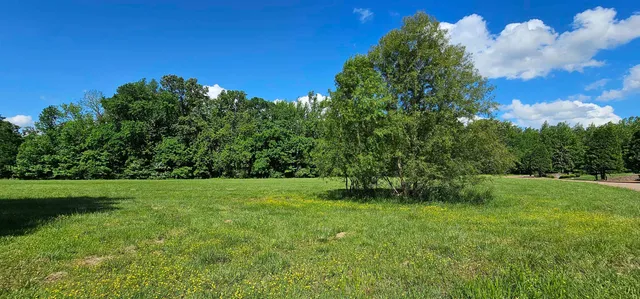 a view of a big yard with plants and large trees