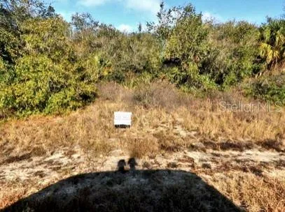 a view of a bunch of trees and bushes