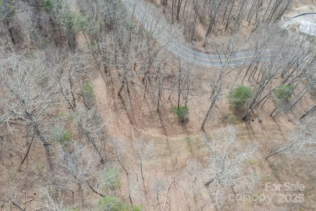a view of a forest with trees in the background