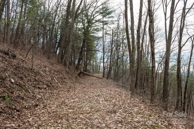 a view of a yard with trees