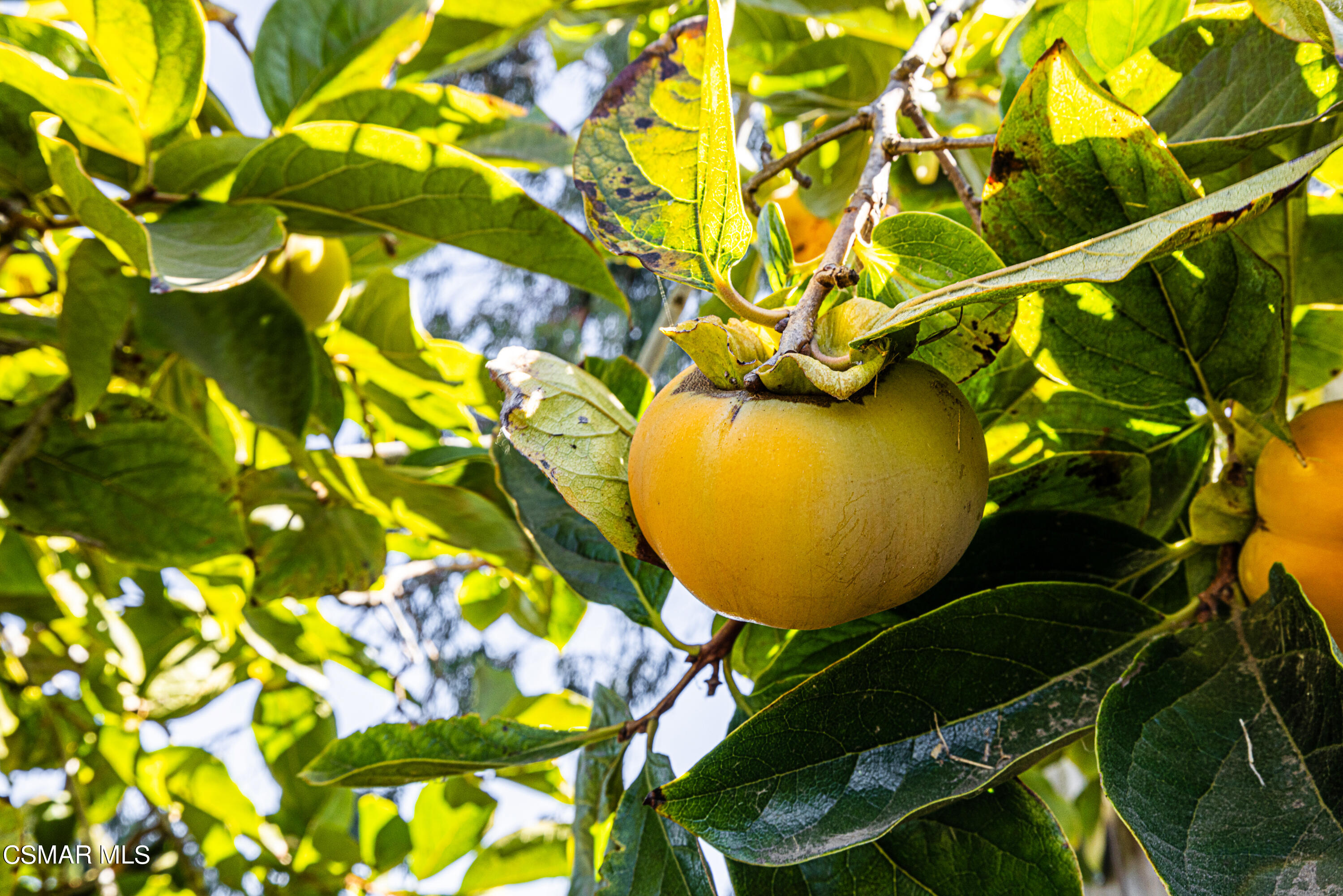 3420 Madera Place Oxnard, CA 93033 - Photo 16 of 17 Fruit tree