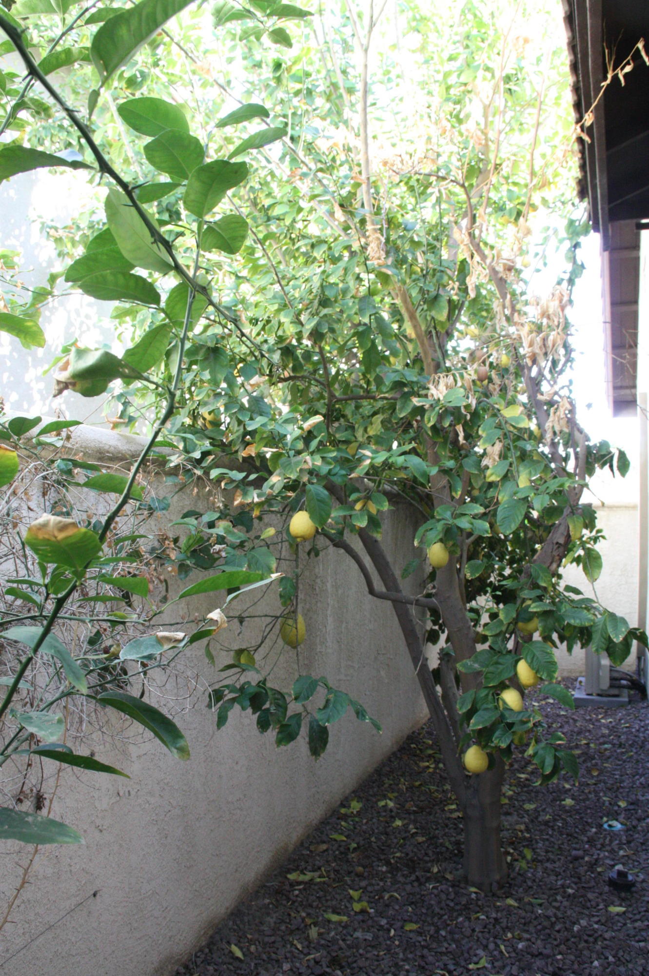 49475 Redford Way Indio, CA 92201 - Photo 14 of 58 a view of a garden with plants