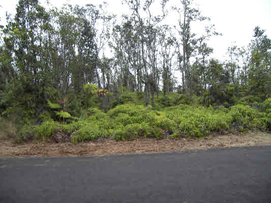 a picture of trees and bushes
