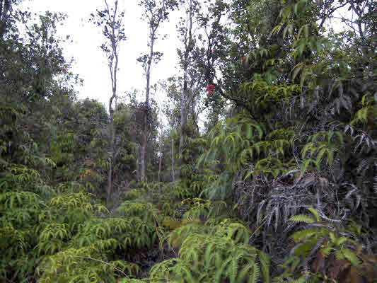 43 Kaleponi Road Mountain View, HI 96771 - Photo 7 of 10 a view of a tree in a garden