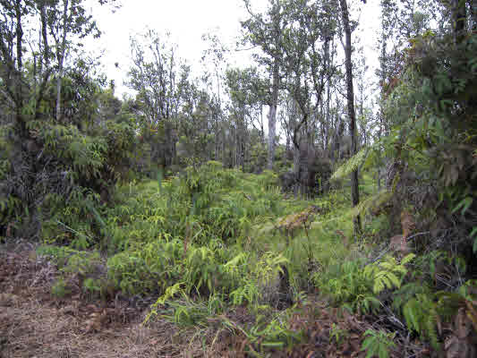 43 Kaleponi Road Mountain View, HI 96771 - Photo 8 of 10 a view of a lush green forest
