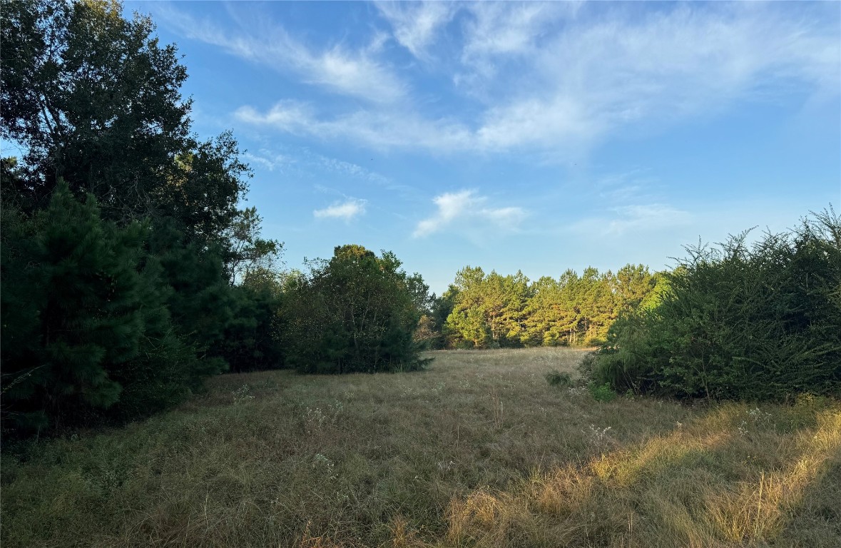 24778 Glass Road Hockley, TX 77447 - Photo 7 of 10 View of woods