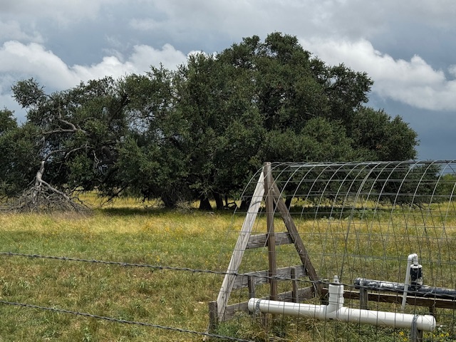 1600 Cr-251 Road Georgetown, TX 78633 - Photo 12 of 12 a view of a lake with a large trees