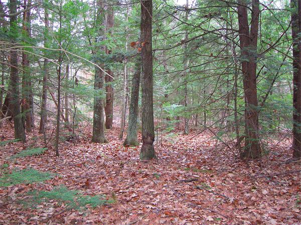 Lot 0 Athol Road Orange, MA 01364 - Photo 7 of 26