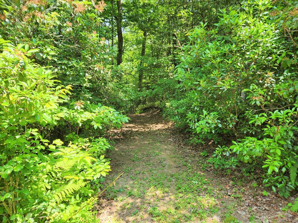 Lot 26 Dotson Road Murphy, NC 28906 - Photo 4 of 12 ENTRY DRIVE