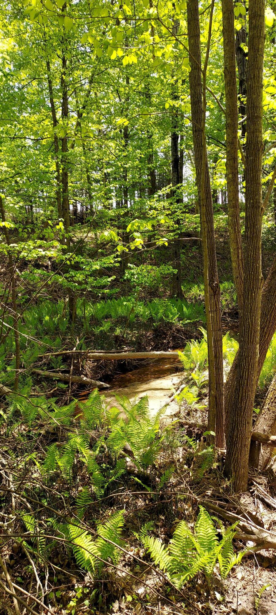 River Rest Road Cheboygan, MI 49721 - Photo 4 of 15 Gallery Image 4
