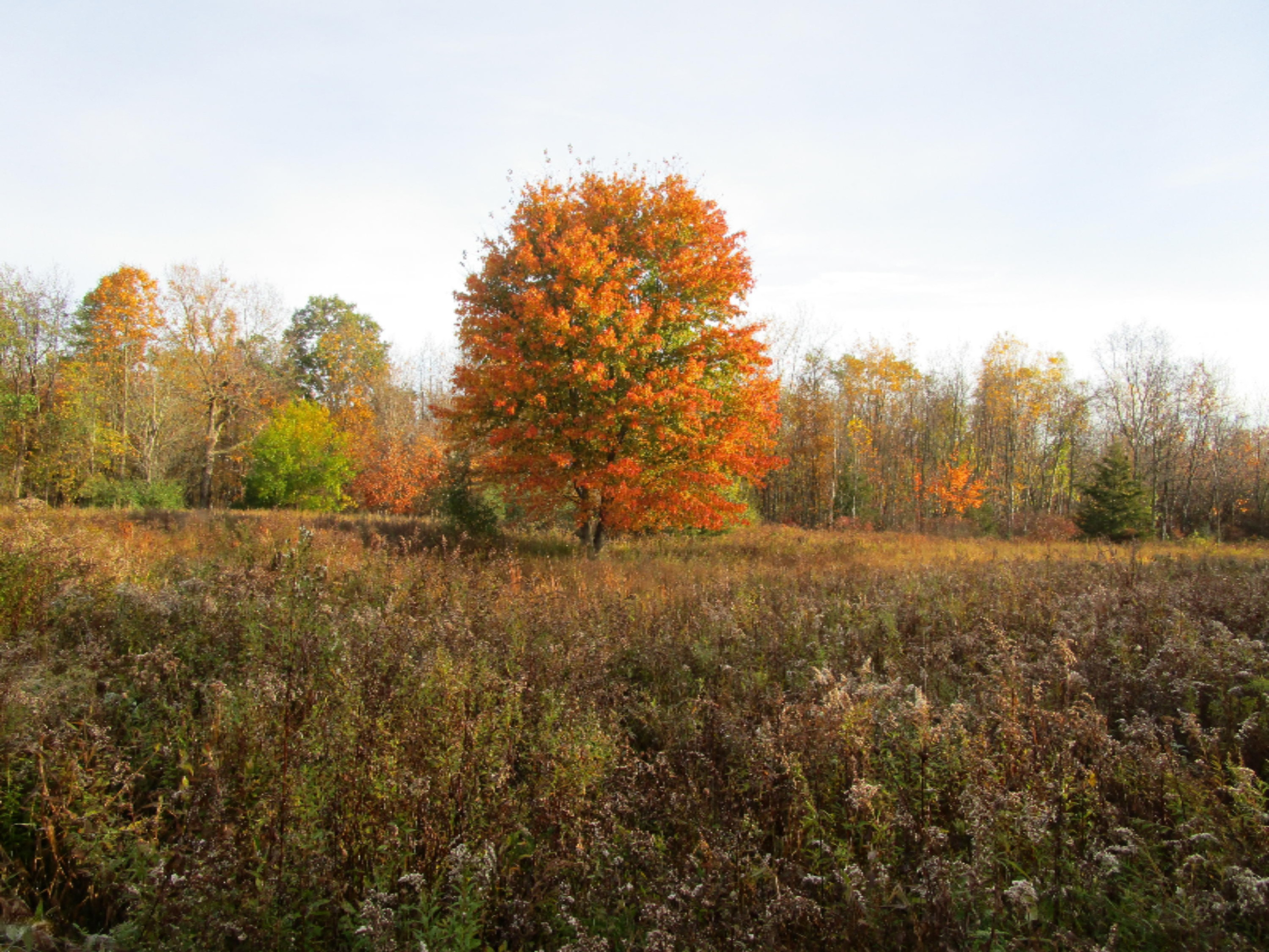 5945 Baseline Road Grand Junction, MI 49056 - Photo 12 of 25 IMG_0450