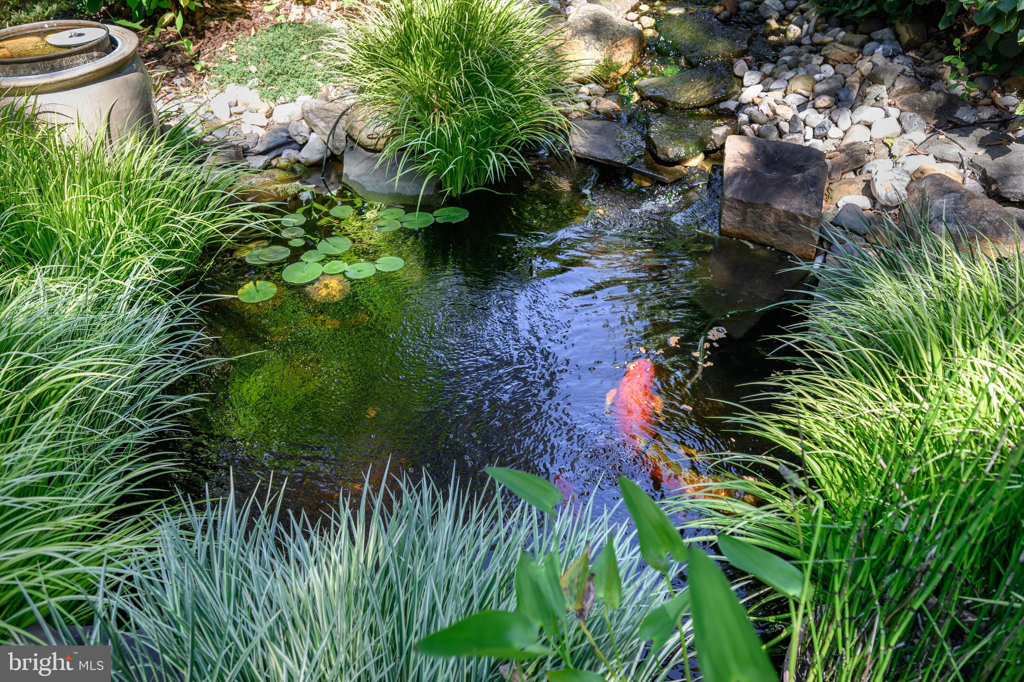 25209 Wymont Park Road Worton, MD 21678 - Photo 38 of 51 a close up of a plant in a garden