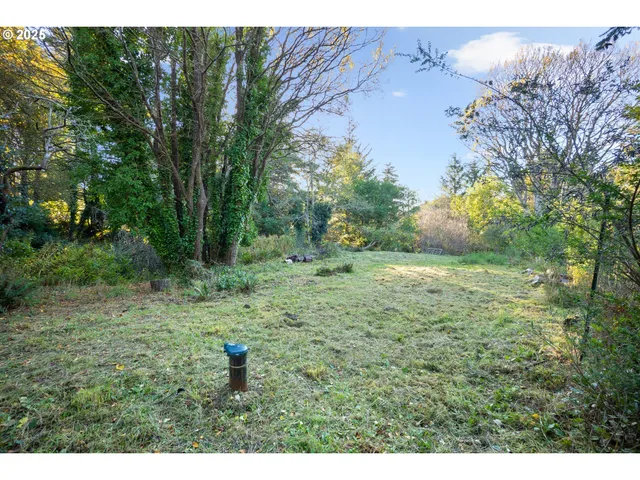 a view of a lush green forest with lawn chairs