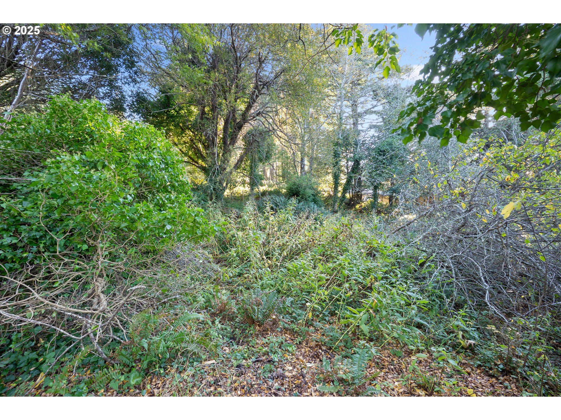Washington Street Port Orford, OR 97465 - Photo 13 of 16 a view of a lush green forest with lawn chairs