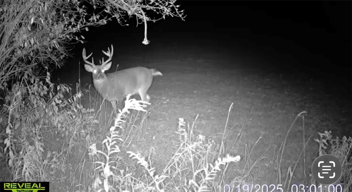 6815 Round Lake Road Bath, NY 14879 - Photo 41 of 41 From owners trail cam