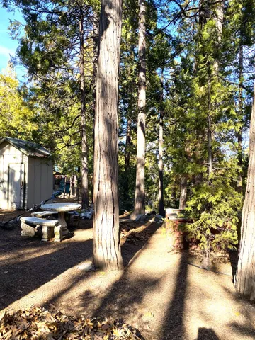 a view of flowers tree