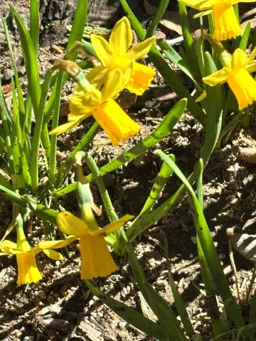 $269,000 | 41693 Corlew Lane, Auberry, CA 93602