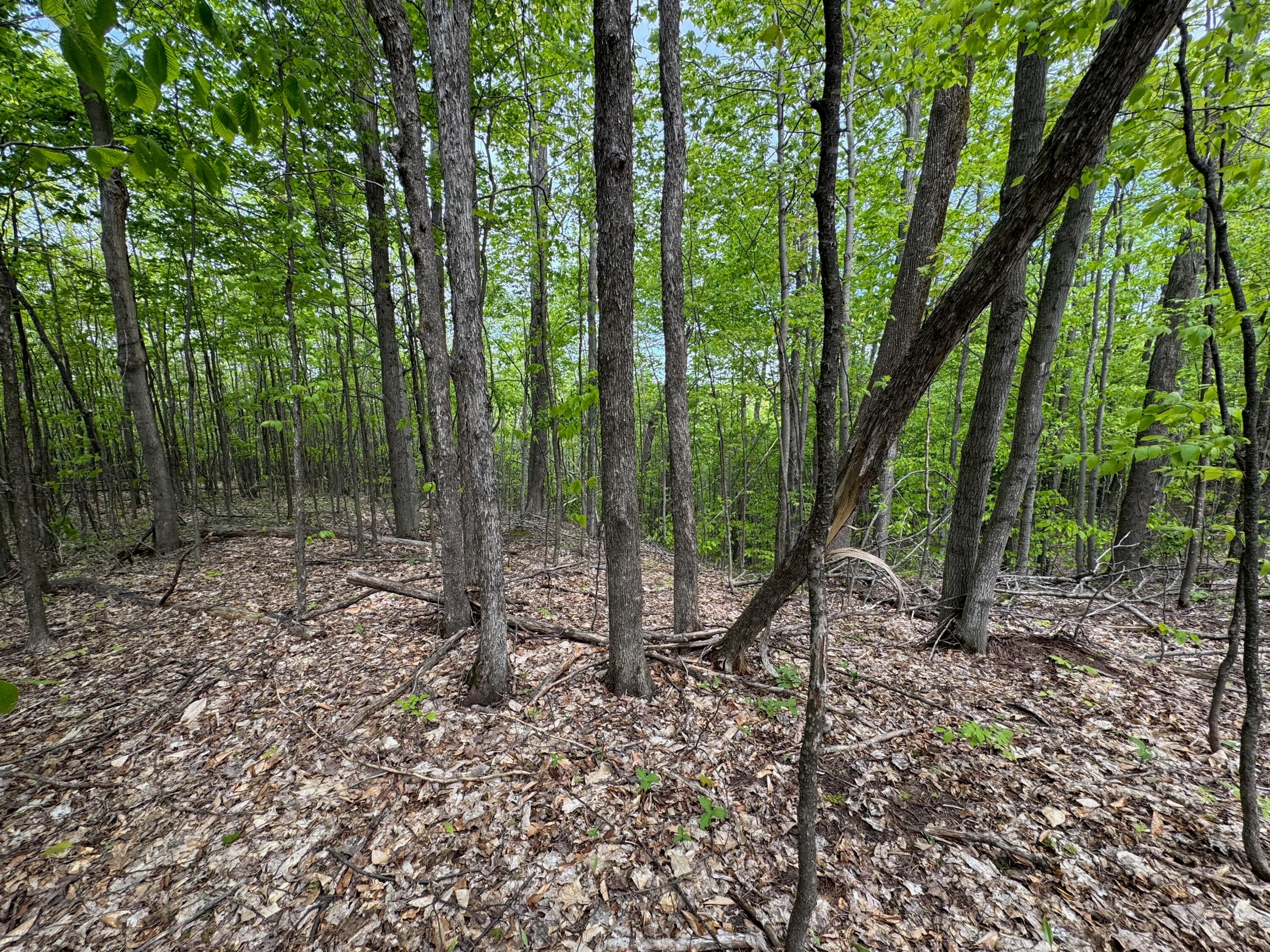 568 East Alexander Road Vanderbilt, MI 49795 - Photo 33 of 53 Gallery Image 33