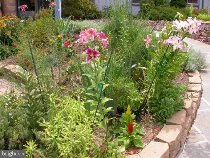 14931 Hydrus Road Silver Spring, MD 20906 - Photo 15 of 24 Colorful Perennials