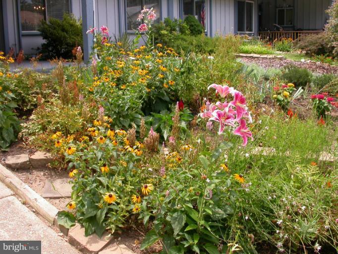 14931 Hydrus Road Silver Spring, MD 20906 - Photo 6 of 24 Colorful Perennials