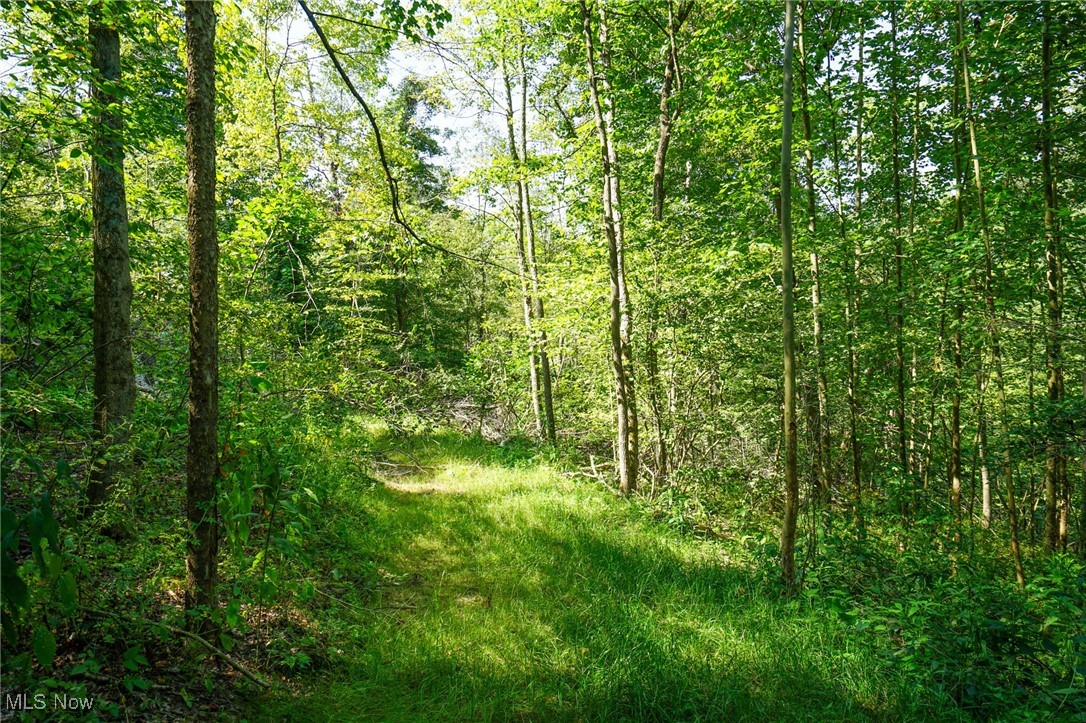 Johnson Run Road Kimbolton, OH 43749 - Photo 29 of 36 View of local wilderness