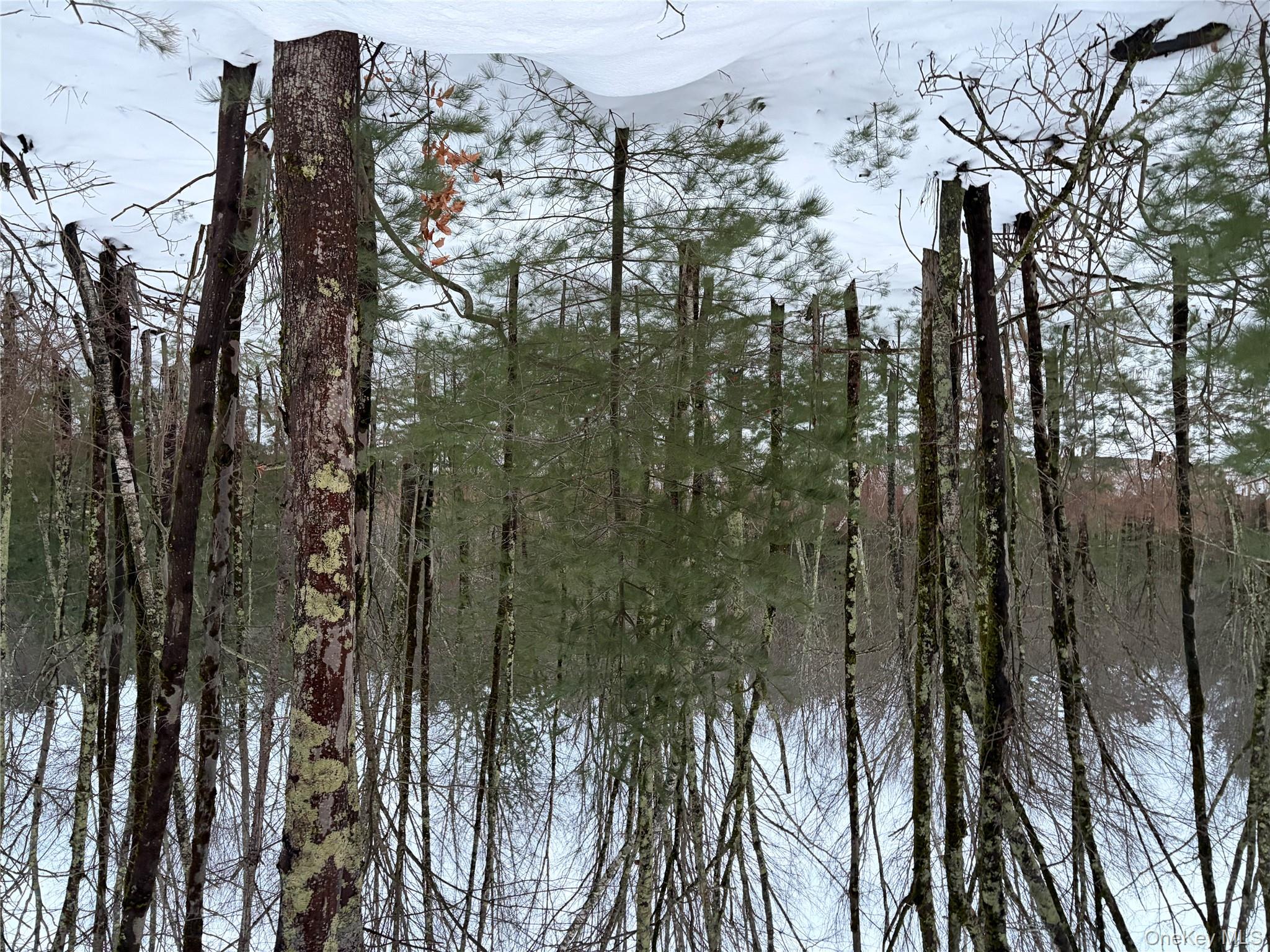 0 Moscoe Road Bethel, NY 12720 - Photo 8 of 8 a view of a forest filled with trees