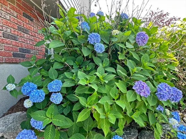 $6,250 | 6 Brownson Terrace, Boston, MA 02130