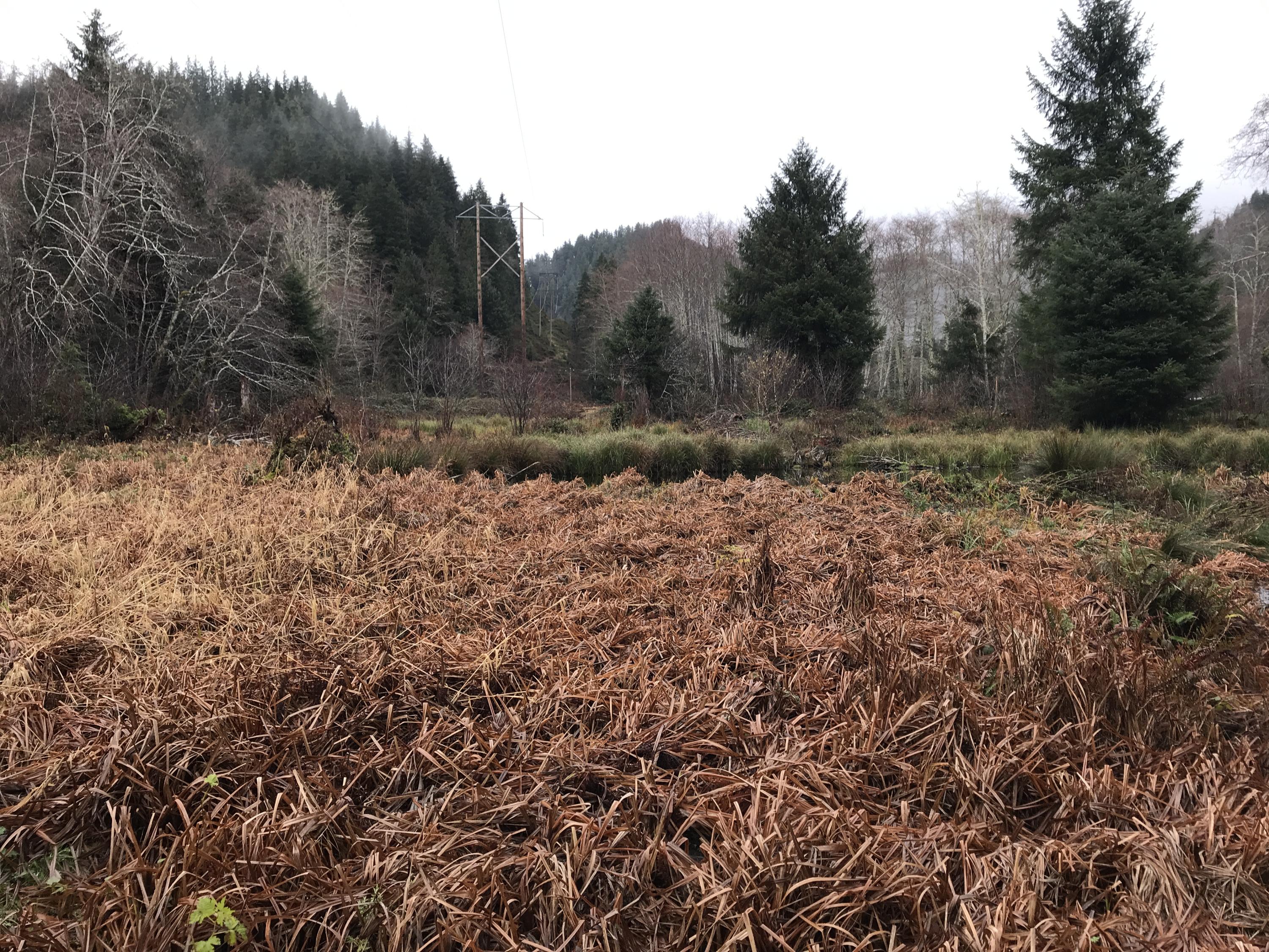 V/l Miami Foley Road Nehalem, OR 97131 - Photo 6 of 21 Lot