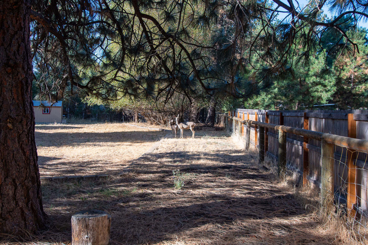 60195 Navajo Road Bend, OR 97702 - Photo 25 of 27 Doe and Fawn Included