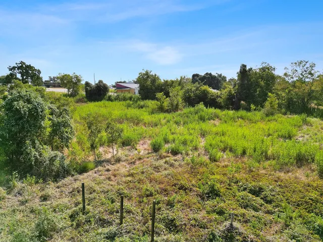 a view of a bunch of trees and bushes
