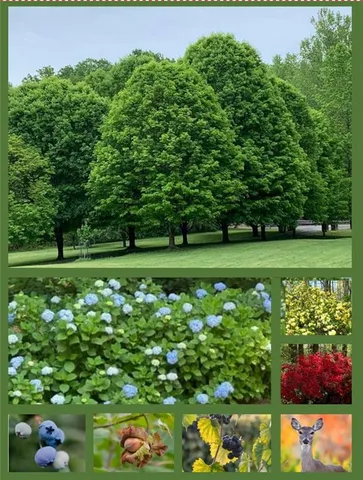 $989,000 | 3740 Woodlane Road, Gainesville, GA 30506