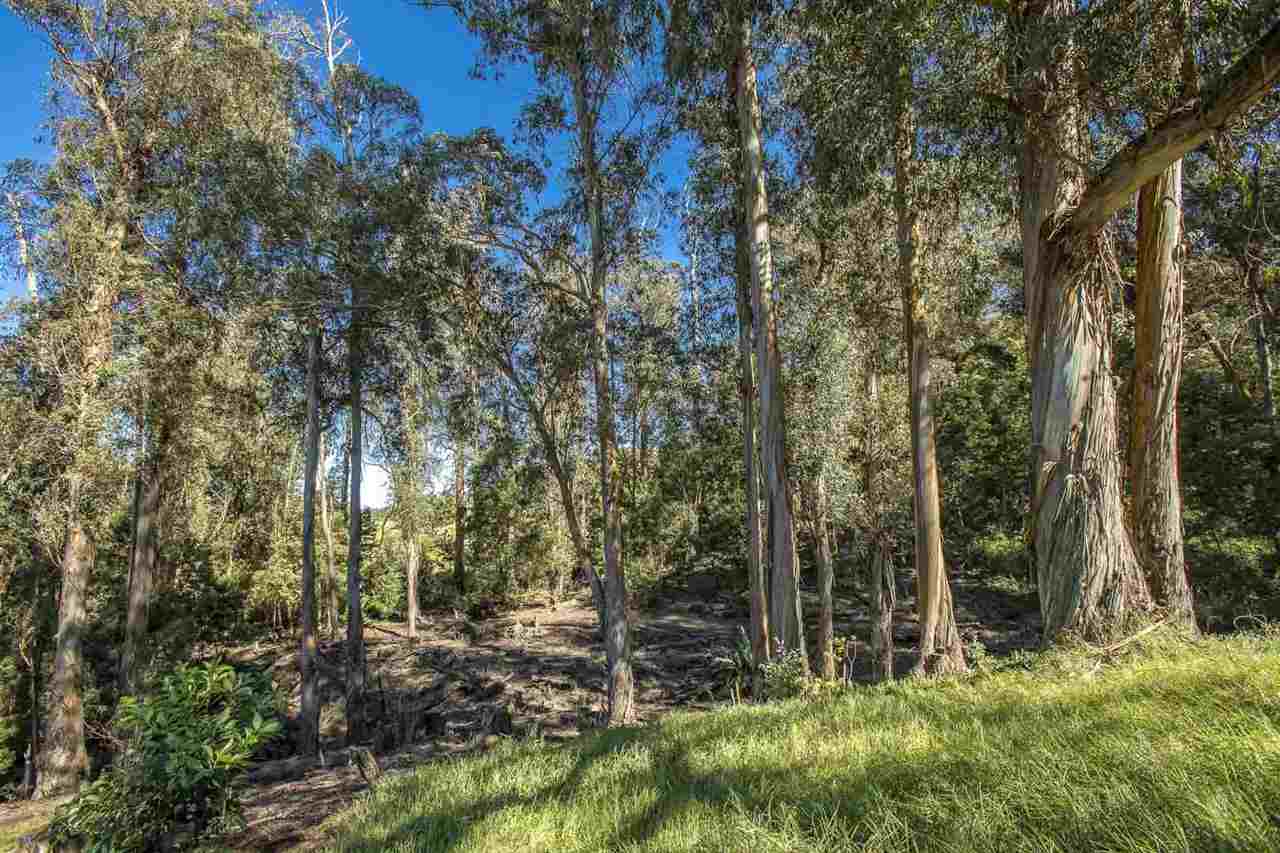 475 Hapapa Road Kula, HI 96790 - Photo 6 of 29 Gallery Image 6