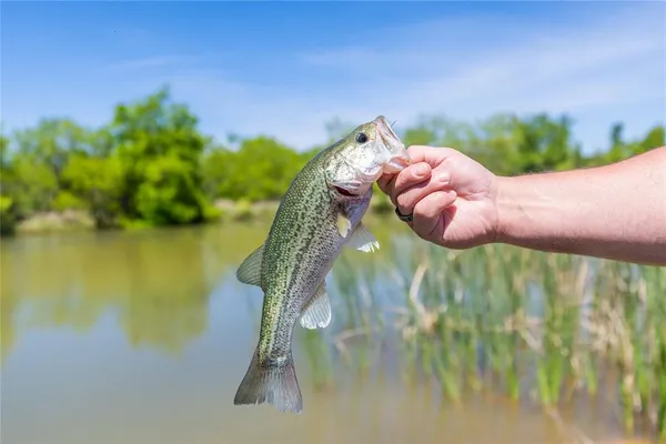 $975,000 | 324 Pr 2621, Santa Anna, TX 76878