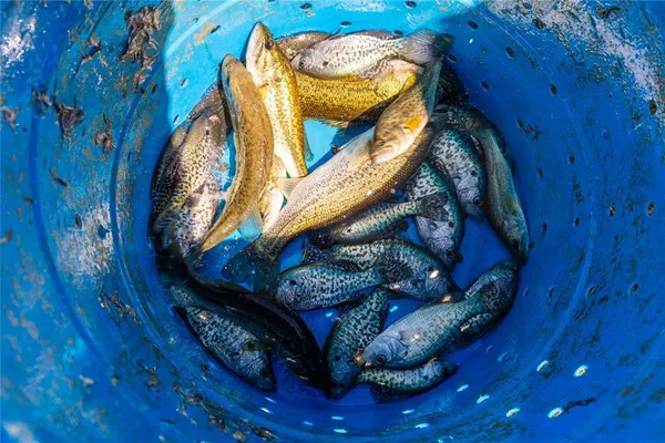 $975,000 | 324 Pr 2621, Santa Anna, TX 76878