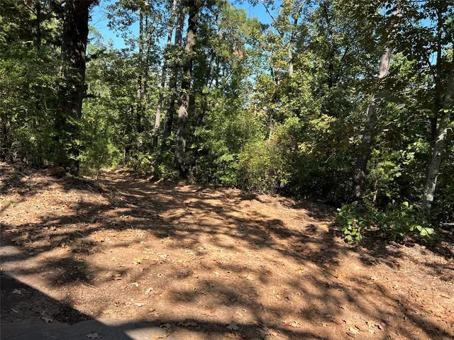 a view of a forest with trees in the background