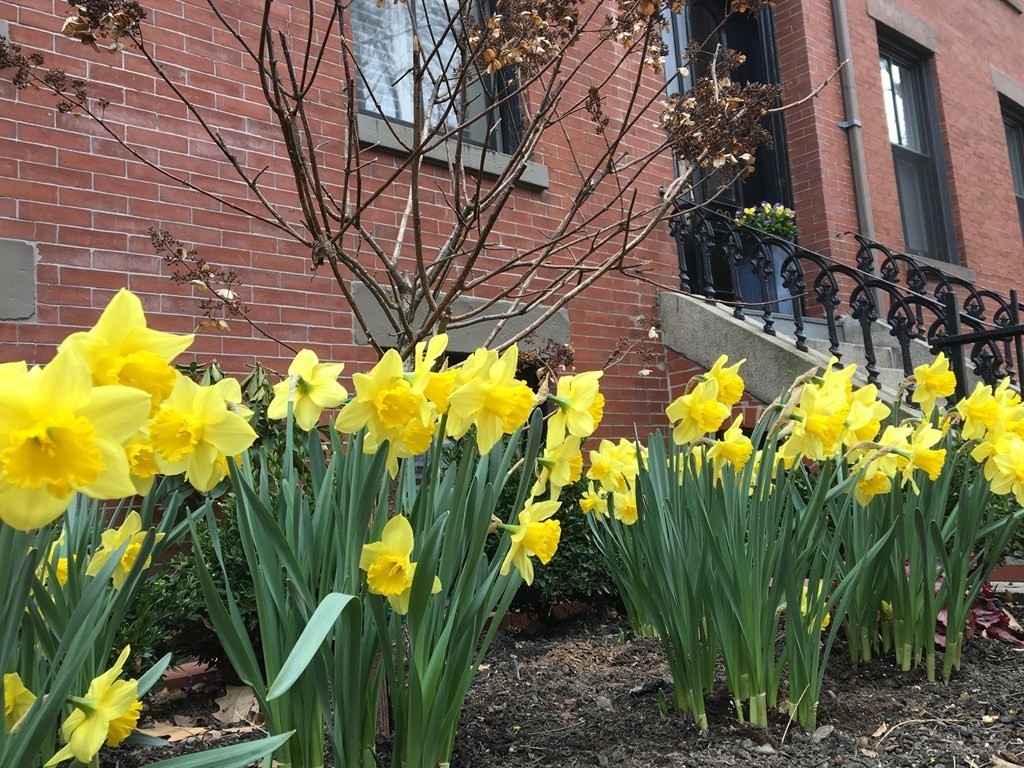 29 East Springfield Street Boston, MA 02118 - Photo 4 of 42