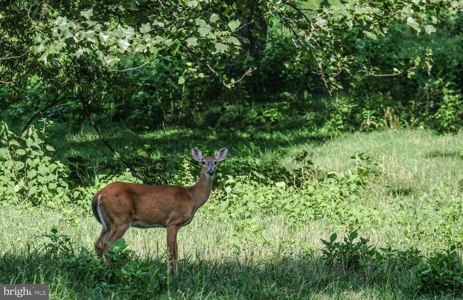 147 Riley Hollow Road Huntly, VA 22640 - Photo 76 of 103 Gallery Image 76