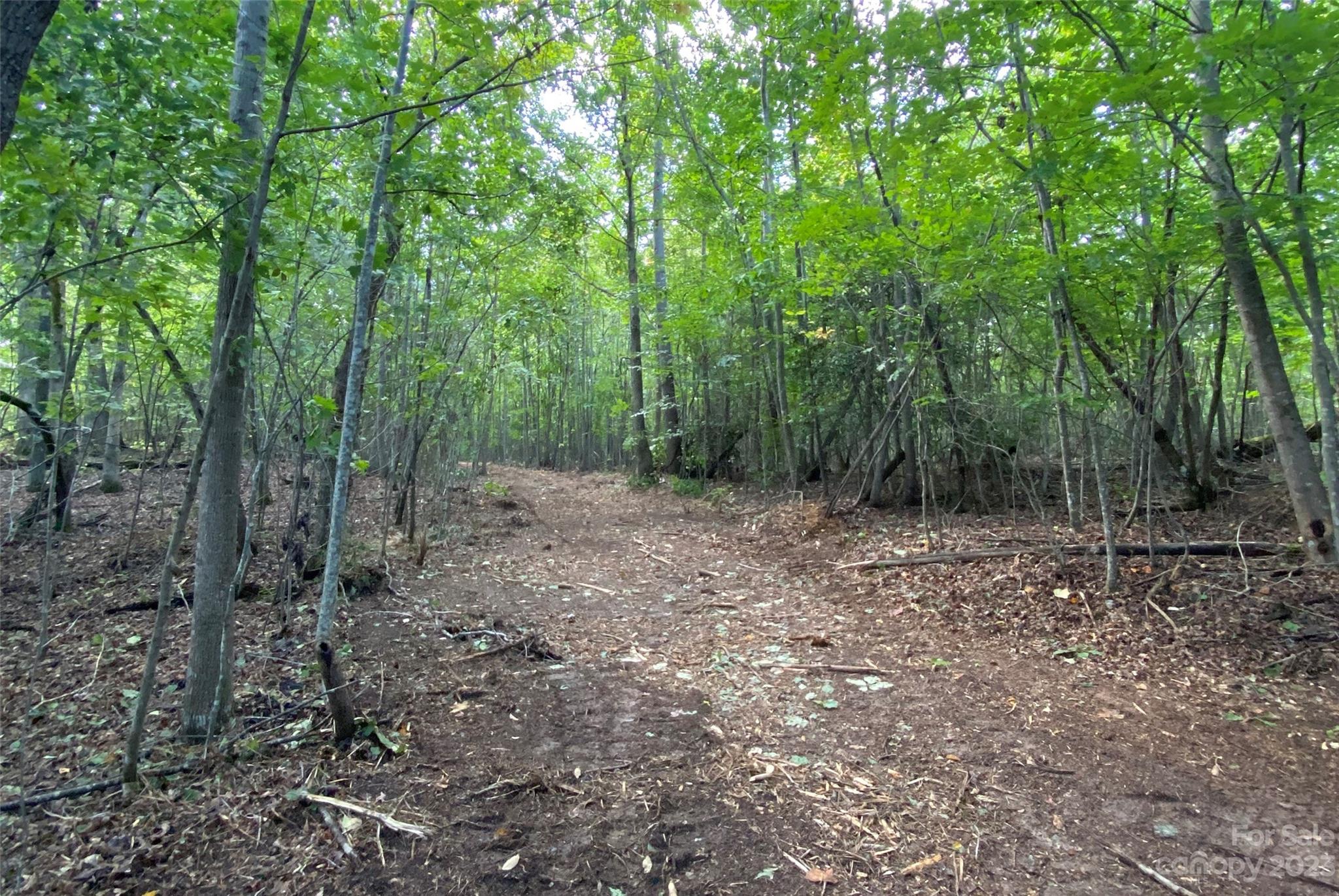 127 None S Hickory Nc 28602 None South, Unit NONE Hickory, NC 28602 - Photo 6 of 18 a view of a forest with trees in the background