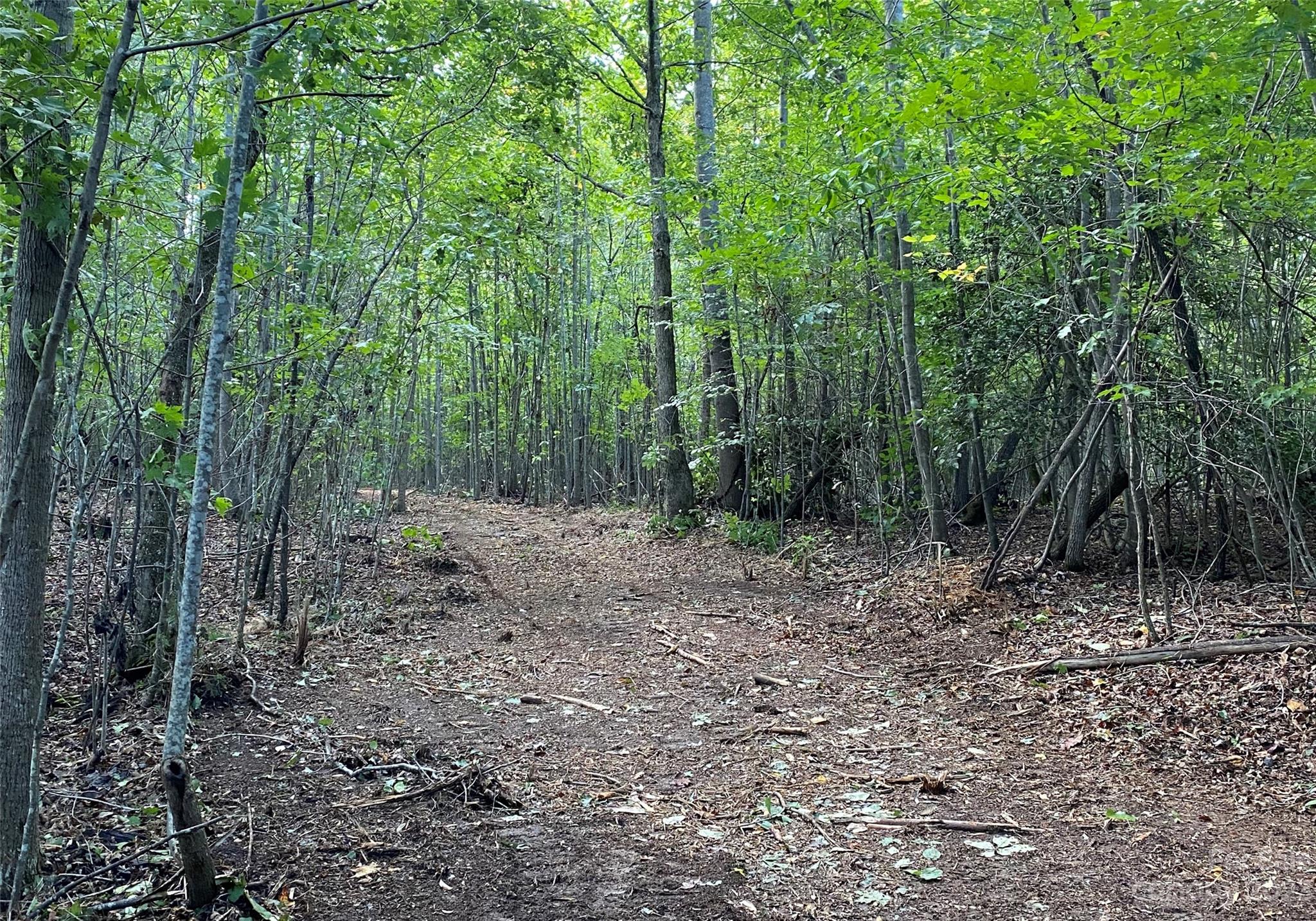 127 None S Hickory Nc 28602 None South, Unit NONE Hickory, NC 28602 - Photo 8 of 18 a view of a forest with trees in the background
