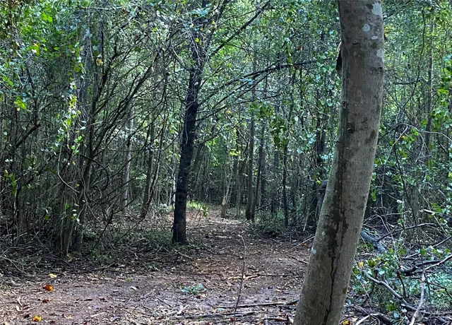 a view of a forest with trees in the background
