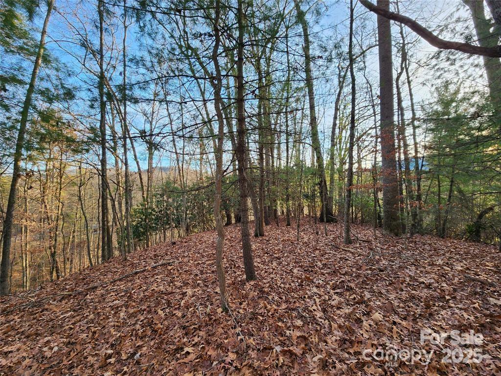 433 Deneen Road Burnsville, NC 28714 - Photo 21 of 32 a view of a forest with trees