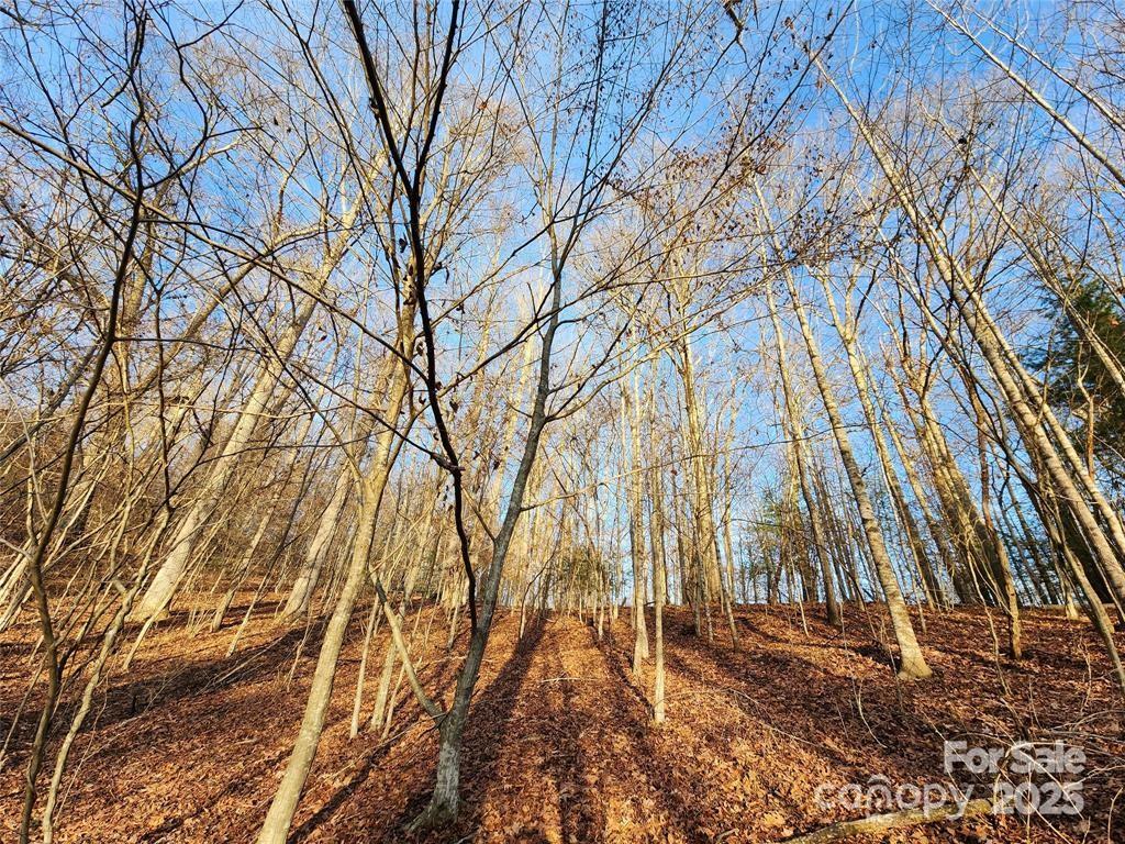 433 Deneen Road Burnsville, NC 28714 - Photo 26 of 32 a backyard of a house with lots of green space