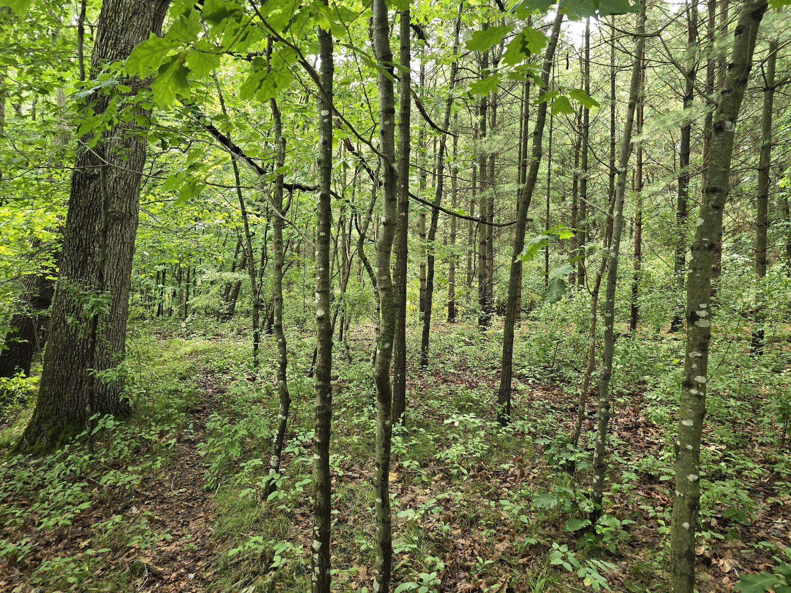 Vl Lehring Road Bancroft, MI 48414 - Photo 18 of 27