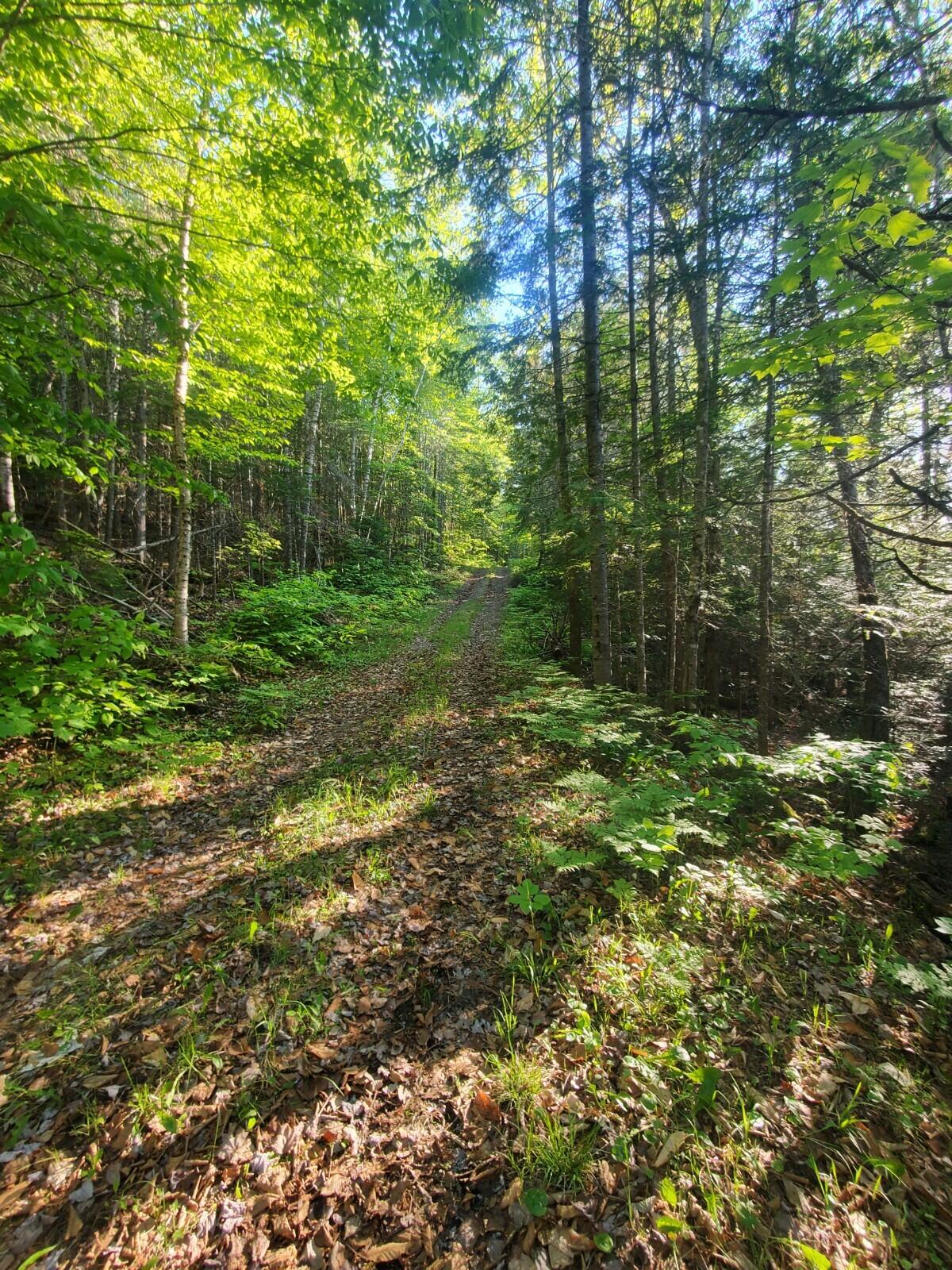 0 County Road New Limerick, ME 04761 - Photo 12 of 28 20220606_181913