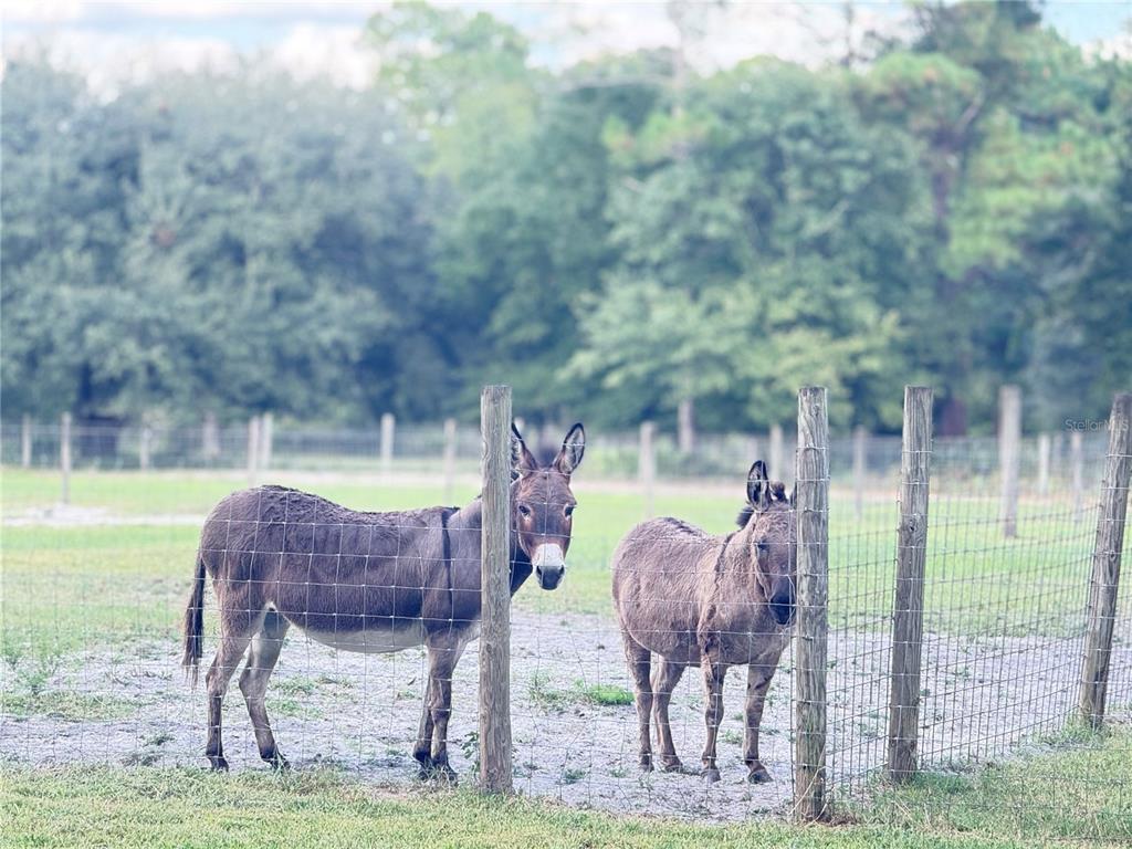 4334 Lori Loop Road Keystone Heights, FL 32656 - Photo 3 of 11 a view of yard with patio
