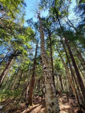 $250,000 | 0 Cody Way, Lakeville, ME 04487