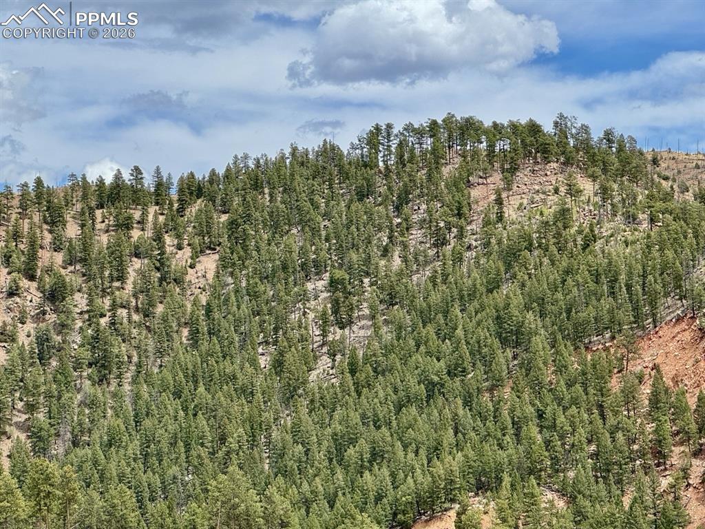 13526 Highway 67 Divide, CO 80814 - Photo 3 of 8 a view of a city with lush green forest