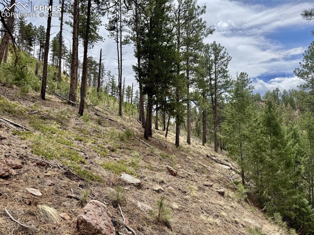 13526 Highway 67 Divide, CO 80814 - Photo 8 of 8 a view of a yard with trees